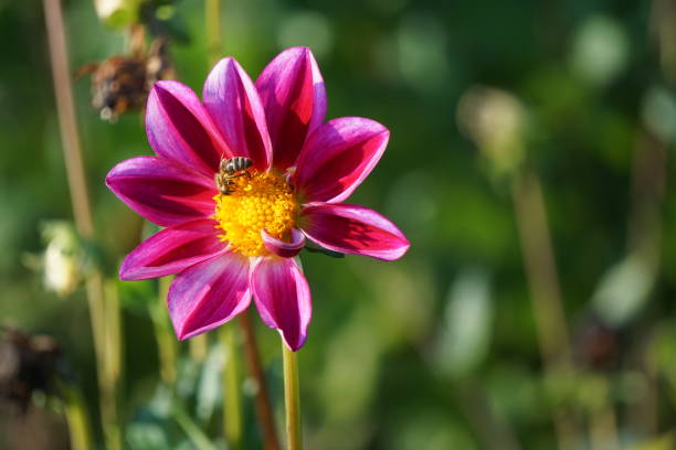 Pink dahlia flower. Dahlia flower. Pink Dahlia flower on a green background. dahlia es un género de plantas herbáceas perennes tupidas y tuberosas. como miembro de la familia de plantas dicotiledóneas asteraceae (nombre anterior: compositae), sus parientes incluyen el girasol, la margarita, el crisantemo y la zinnia.