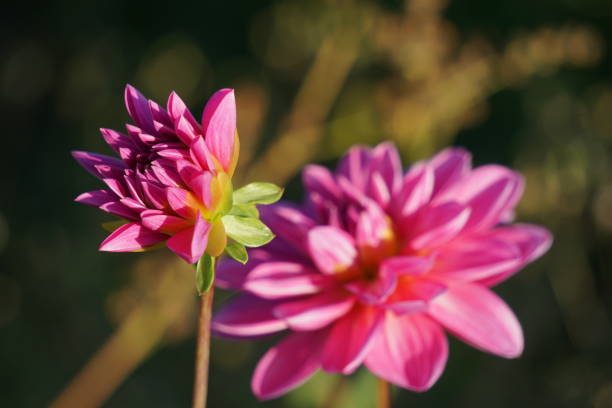 Pink dahlia flower. Dahlia flower. Pink Dahlia flower on a green background. dahlia es un género de plantas herbáceas perennes tupidas y tuberosas. como miembro de la familia de plantas dicotiledóneas asteraceae (nombre anterior: compositae), sus parientes incluyen el girasol, la margarita, el crisantemo y la zinnia.