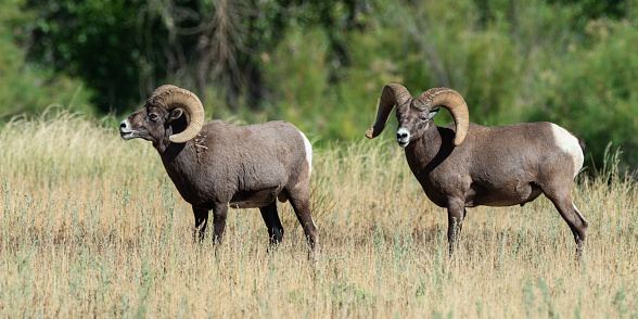 Bighorn Sheep photographed at the base of Black Mesa, Oklahoma. This is the only place in Oklahoma where they can be found.