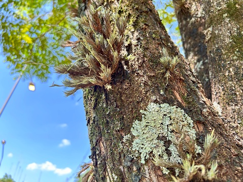 epiphytes on tree trunks on tropical rain  season