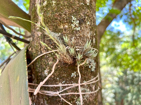 epiphytes on tree trunks on tropical rain  season