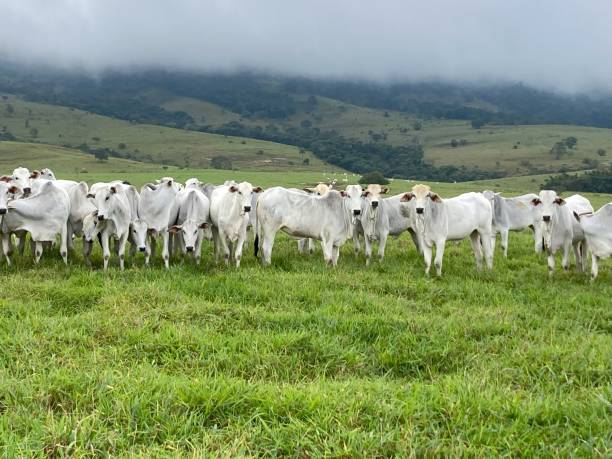 istock nelore beef cattle grazing intensive tropical grassland 1732193721