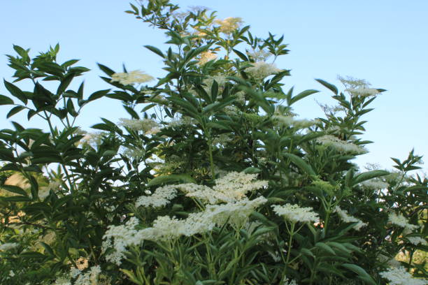 istock Small Elderflower Bush with white flowers UK 1732221809