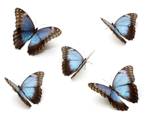 mariposa azul' - mariposa lepidópteros fotografías e imágenes de stock
