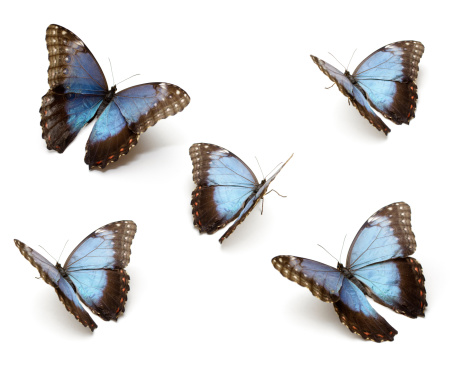 Blue Butterfly's