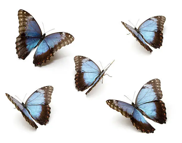 The Blue Morpho Butterfly's (Morpho peleides) isolated on white background (clipping path included for each Butterflies)