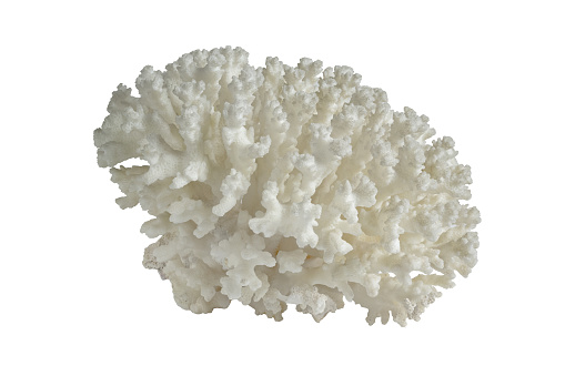 White Spiny Coral Ocean Specimen. isolated on white background