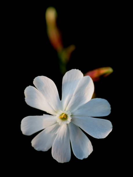 花シレンカペンシスウンデュラータ - yellow wood anemone ストックフォトと画像