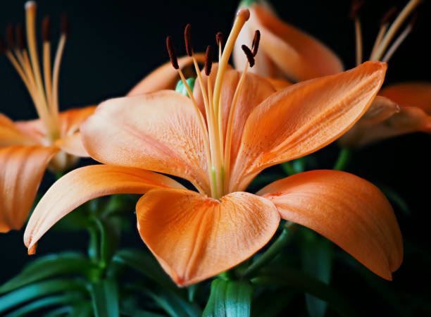 istock Orange flower lily summer plant 1732252314