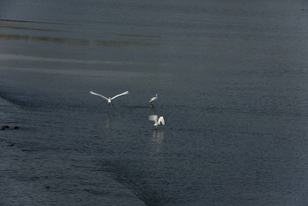 Water birds play at a wetland park in Shandong province, China