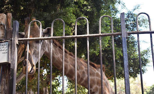 A cute giraffe sticks out its tongue while being fed at the zoo during the day at giza egypt