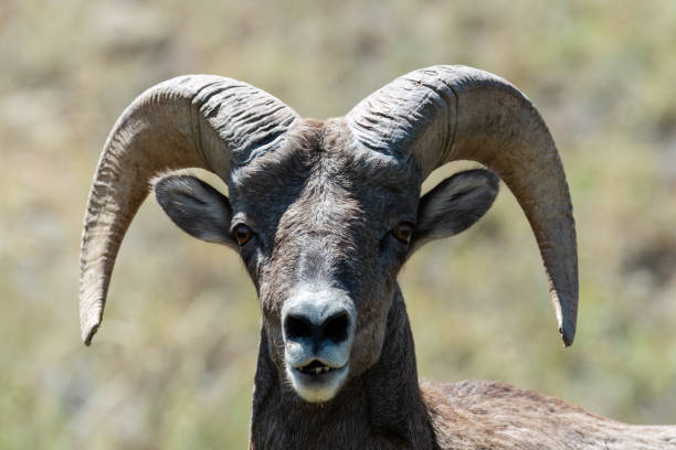 istock Bighorn Sheep, Black Mesa, OK 1732258513
