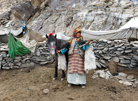 horses walking up the hill in Bhutani Himalayas with Jichu Drake snow covered mountain at the back