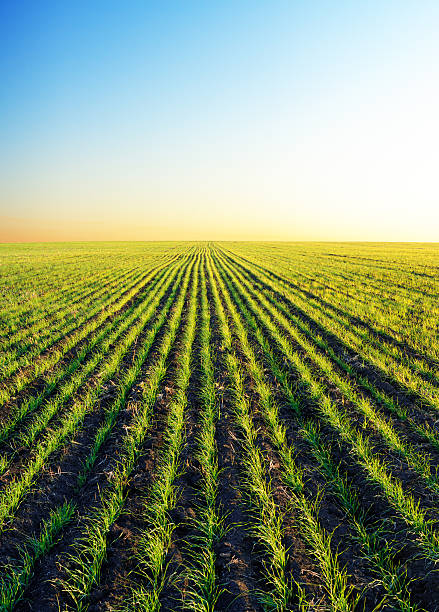 Winter wheat patches in sunset light
