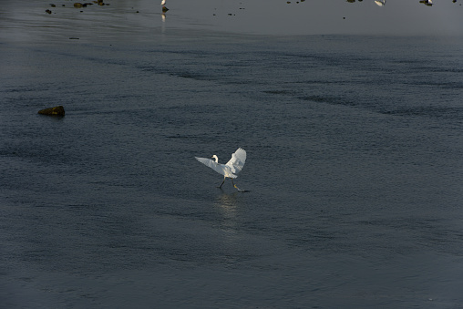 A great white egret
