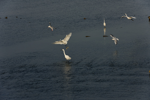 Waterbirds play at a wetland park in Shandong province, China.