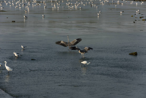 istock Wetland herons hunt in the setting sun 1732268267