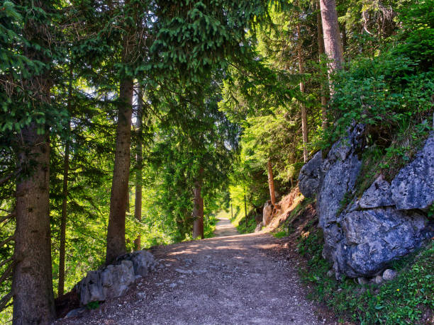 istock Hiking trail in Bavarian alps in summer 1732274299
