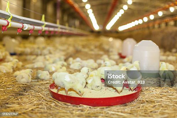 Granja De Pollo Foto de stock y más banco de imágenes de Agricultura - Agricultura, Animal, Ave de corral