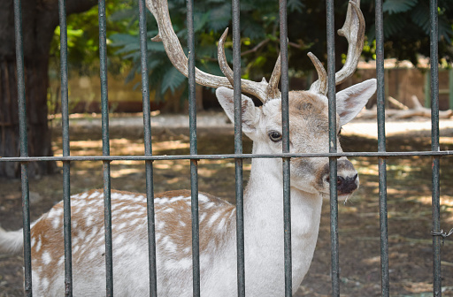 a The white-tailed deer or Odocoileus virginianus trapped in a barred cage at the zoo on day