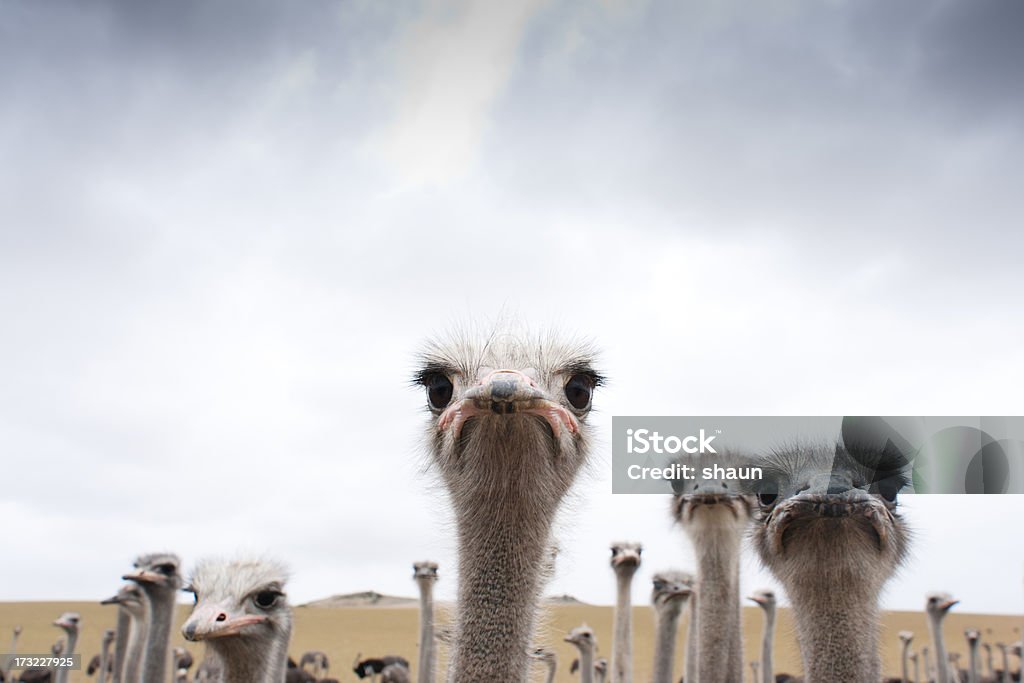 Ostriches A group of Ostriches in a field. Ostrich Stock Photo