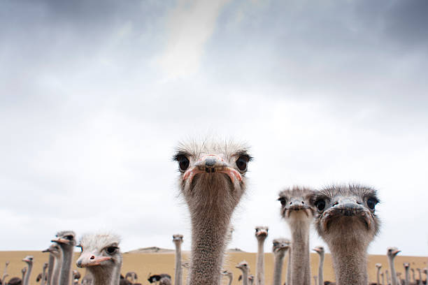 Ostriches A group of Ostriches in a field. ostrich stock pictures, royalty-free photos & images