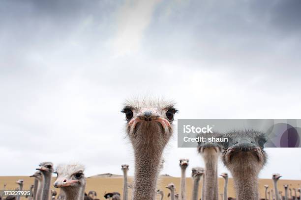 Ostriches Stock Photo - Download Image Now - Ostrich, Humor, Animal