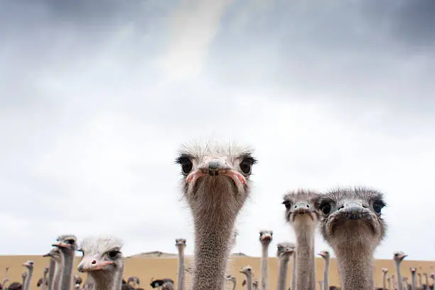 Photo of Ostriches