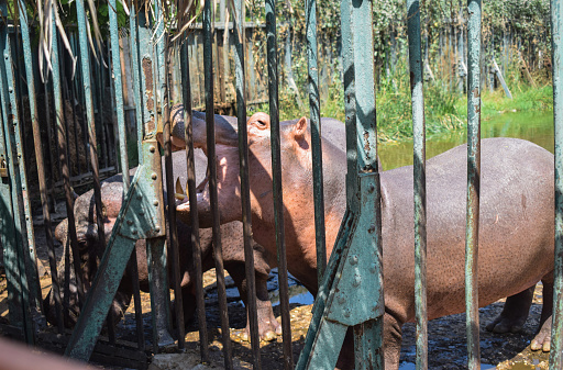 a hippopotamus being fed in a cage at the zoo on daylight at giza egypt