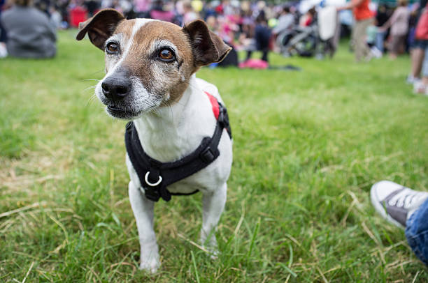 istock Senior Jack Russell Terrier at the Jubilee party 173228171