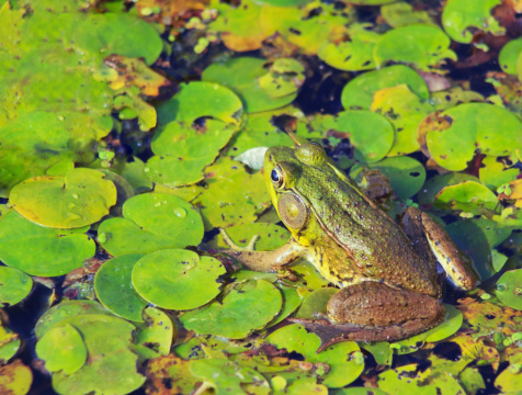 Young Bullfrog In A Bog In A Protected Wetlands