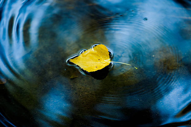 34,900+ Leaf Floating Water Stock Photos, Pictures & Royalty-Free ...