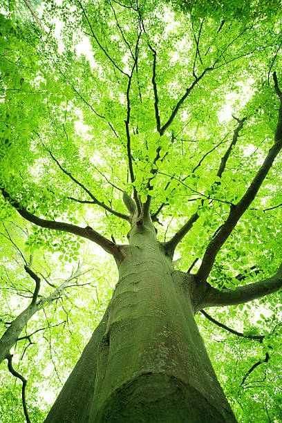 istock Shallow DOF - Green Tree Looking up 173228829