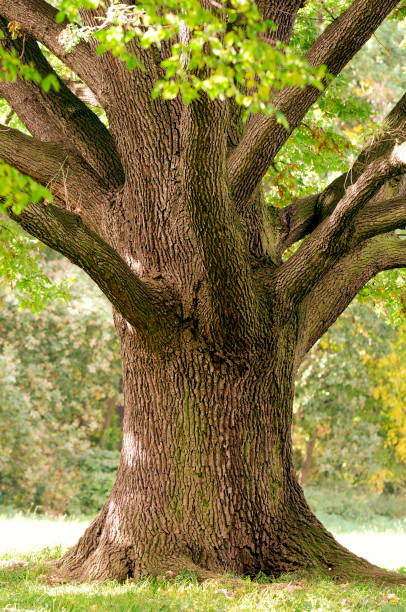 tronco close-up of old oak tree en el verano. - english oak fotografías e imágenes de stock