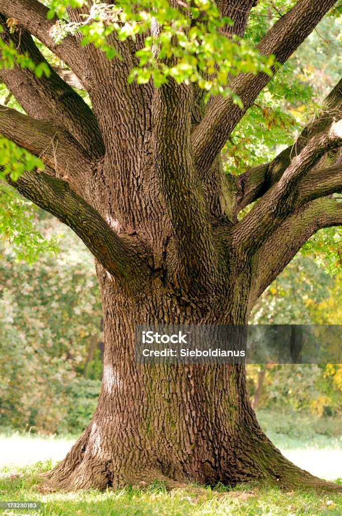 Trunk Gros plan de vieux chêne à la fin de l'été. - Photo de Chêne pédonculé libre de droits