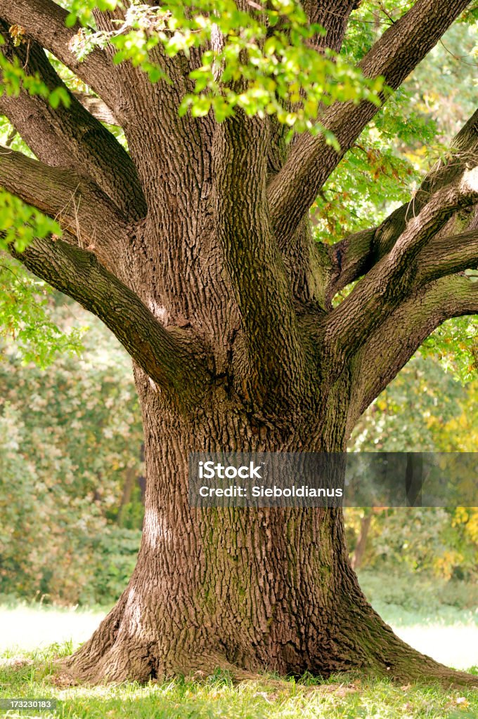 Trunk Close-Up of Old Oak Tree in Late Summer. Big Trunk of Old Oak Tree in Late Summer. Oak Tree Stock Photo