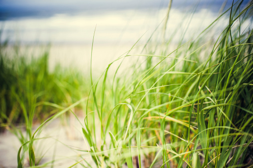 A summer view of beach grass and sand with the ocean in the background at Seaside, Oregon state, USA.  Horizontal with copy space.
