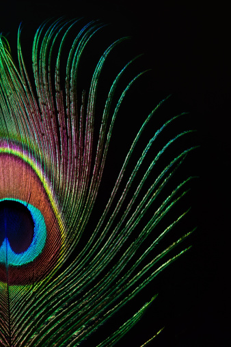 Peacock Feathers Pictures | Download Free Images on Unsplash