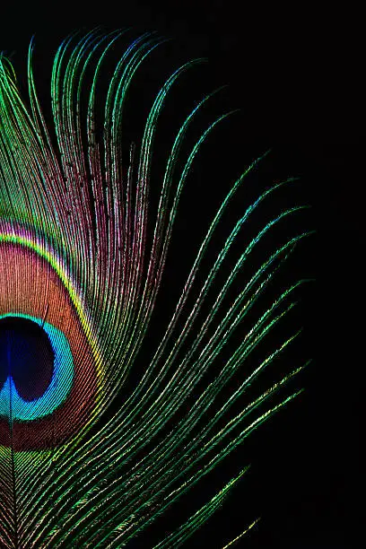 Photo of Peacock feather