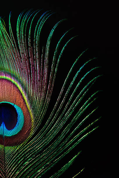 peacock feather - feather softness bird macro zdjęcia i obrazy z banku zdjęć