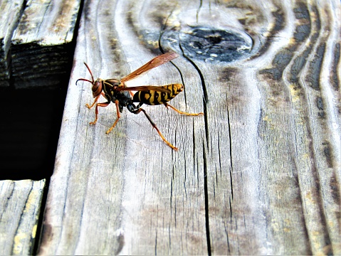 Wasp on the wood.