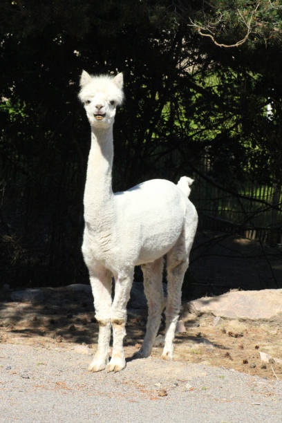 istock A very funny looking alpaca 1732315835