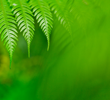 Green fern with very shallow depth of field.