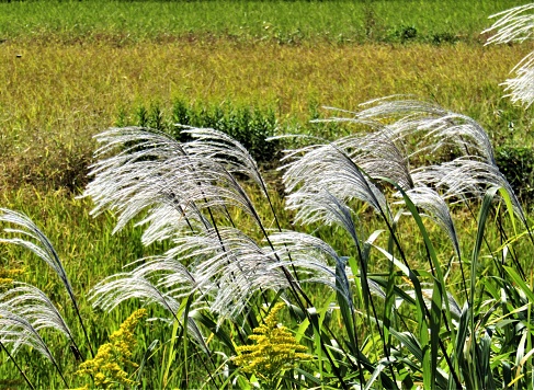 close up of beautiful reeds grass field