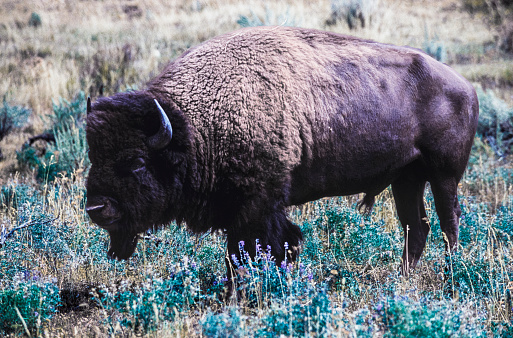 Bison bull on the plains of Yellowstone National Park.\n\nTaken in Yellowstone National Park, Wyoming.