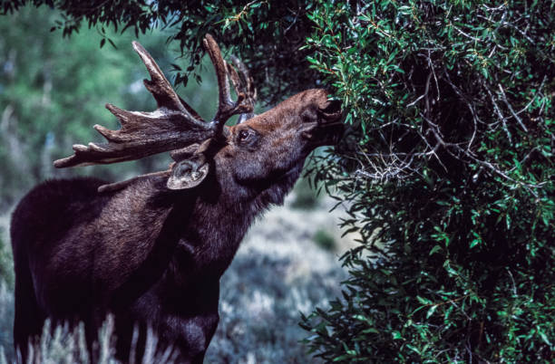 Early morning image of lone moose eating the vegetation from a short tree.Taken near Grand Teton National Park, Wyoming, USA