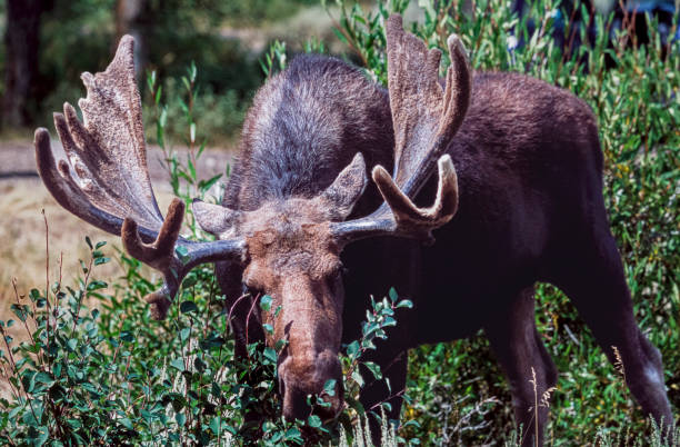 istock Moose Backlit by Early Wyoming Light Standing in Brush 1732324437