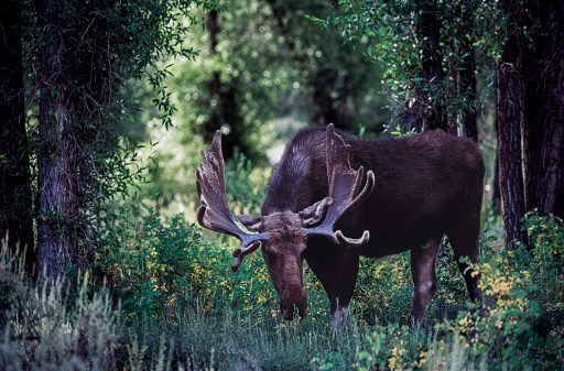 Early morning image of lone moose foraging through a wooded area, in search for the perfect leafy meal.\n\nTaken near Grand Teton National Park, Wyoming, USA