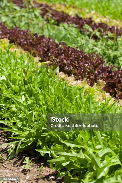 Salat In Reihen Stockfoto und mehr Bilder von Agrarbetrieb - Agrarbetrieb, Blatt - Pflanzenbestandteile, Blattgemüse