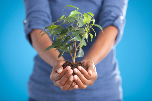 Close up African woman's hands holding green tree on blue background (front view).